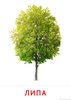 Липа d 30-45см